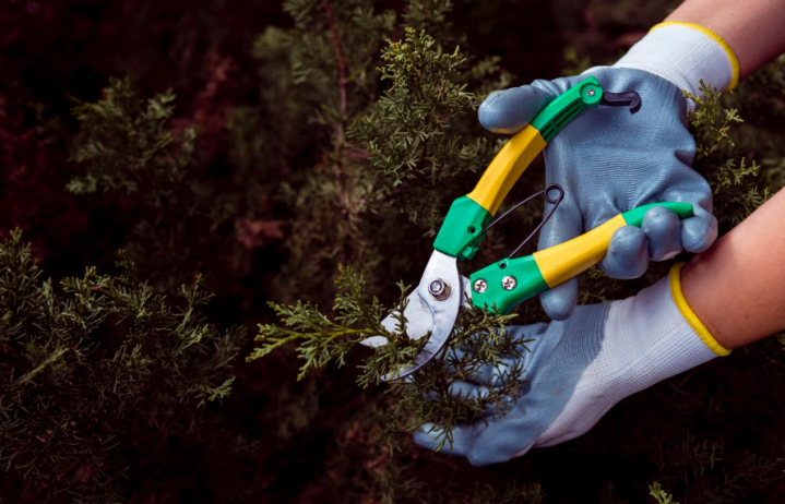 Élagage, Lisle-sur-Tarn