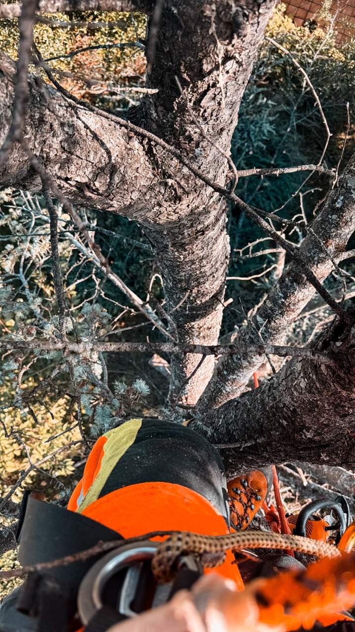 Elagage arbre Saint-Sulpice-la-Pointe