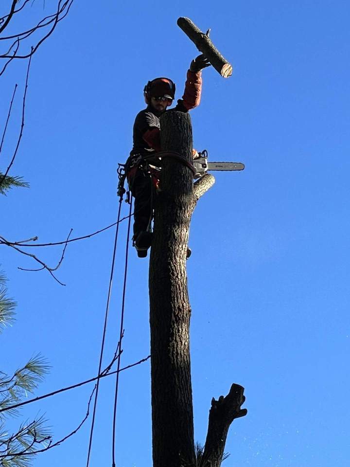 Abattage d'arbres Saint-Sulpice-la-Pointe