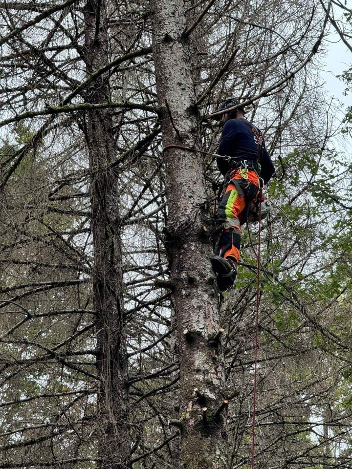 Taille et coupe sécurisée de vos arbres